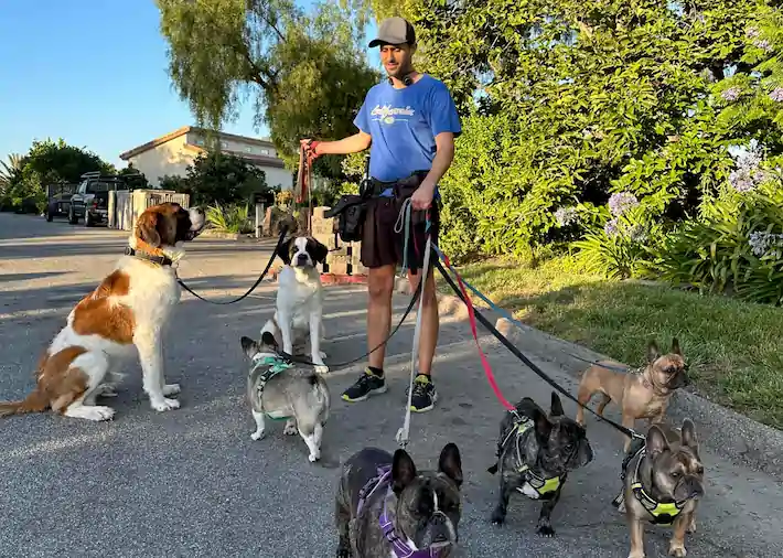 A man standing with some dogs around him